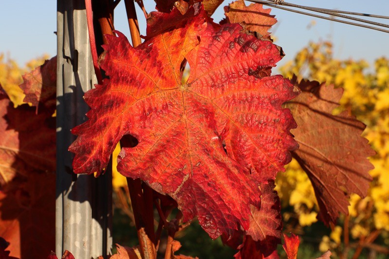 Rot gefärbtes Weinblatt im Herbst
